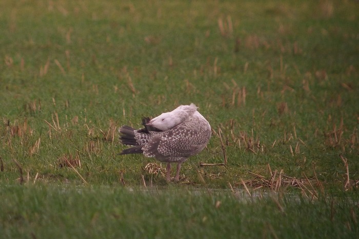 American Herring Gull