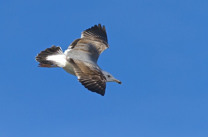 Caspian Gull