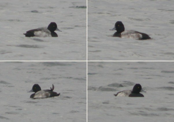 Lesser Scaup