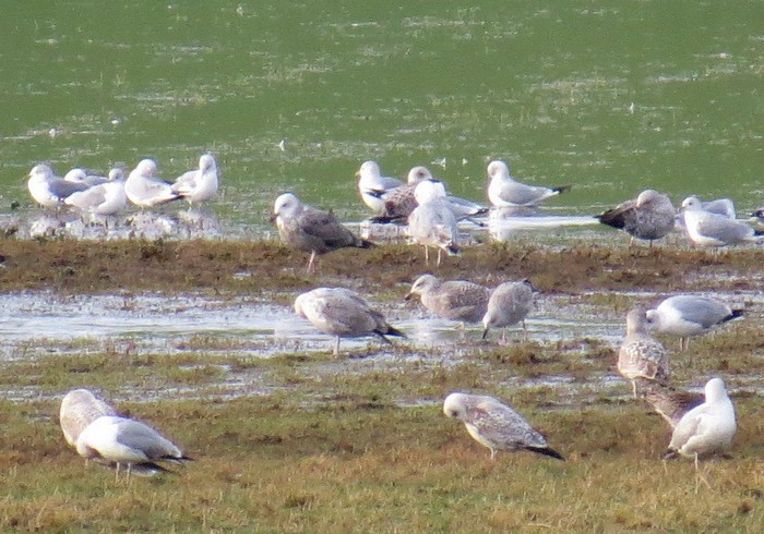 American Herring Gull