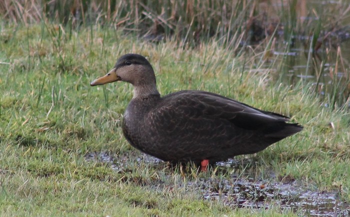 Black Duck