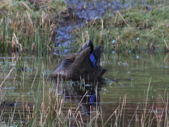 Black Duck
