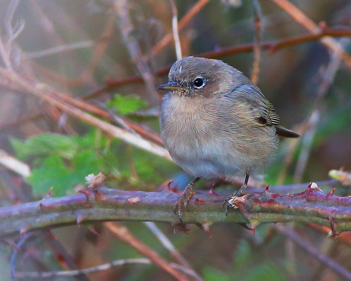 Siberian Chiffchaff