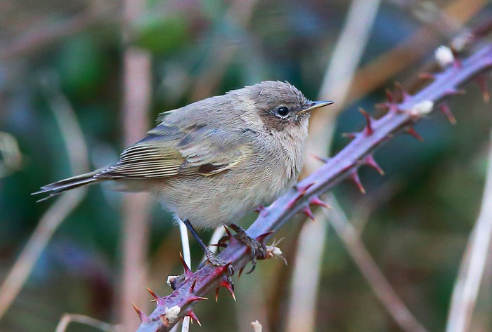 Siberian Chiffchaff