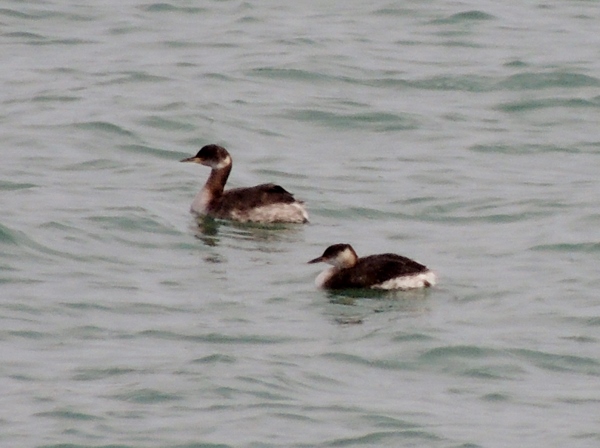 Red-necked Grebe