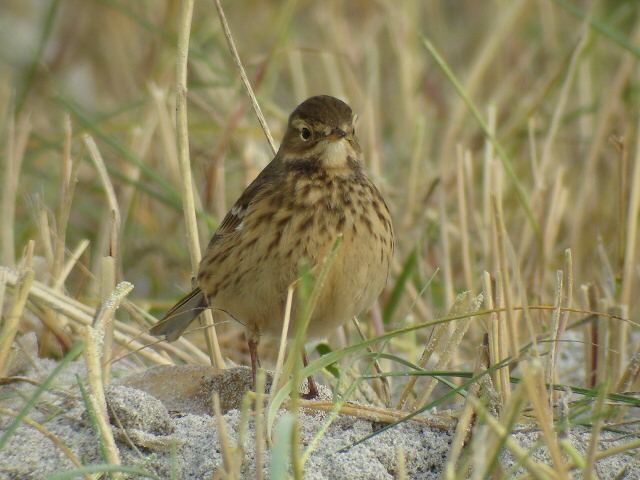 Buff-bellied Pipit