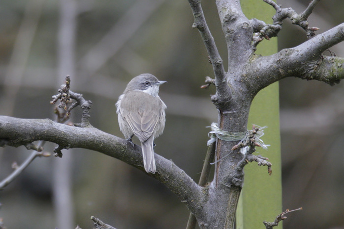 Siberian Lesser Whitethroat