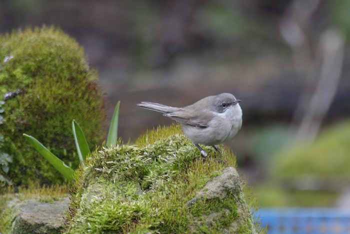 Siberian Lesser Whitethroat
