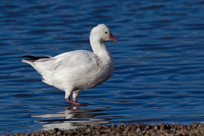 Ross's Goose