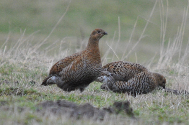 Black Grouse