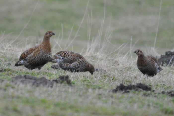Black Grouse