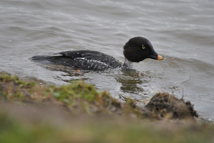 Goldeneye