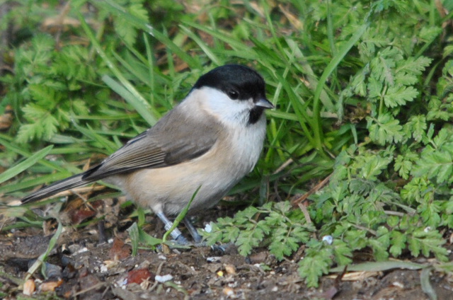 Marsh Tit