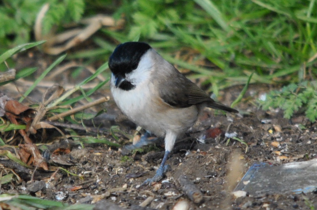 Marsh Tit