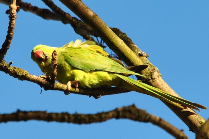 Ring-necked Parakeet