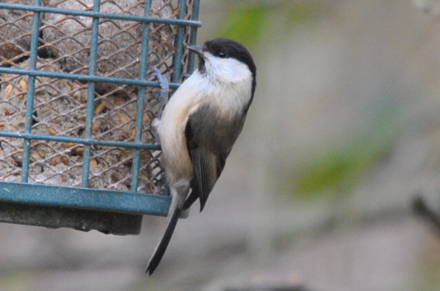 Willow Tit