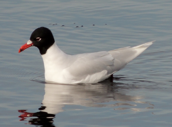 Mediterranean Gull