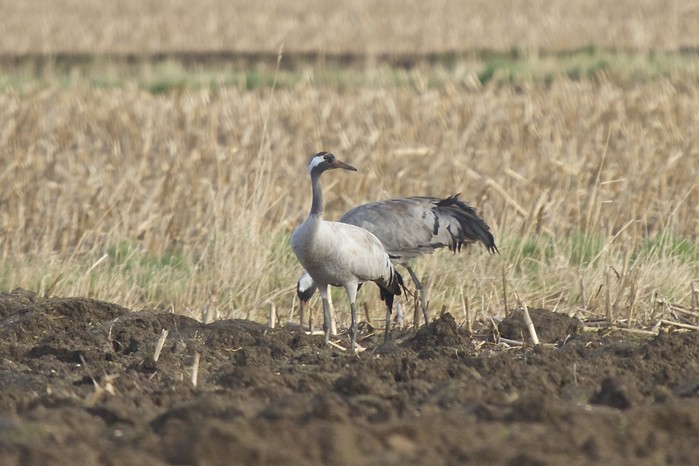 Common Crane