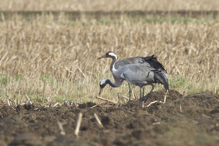 Common Crane