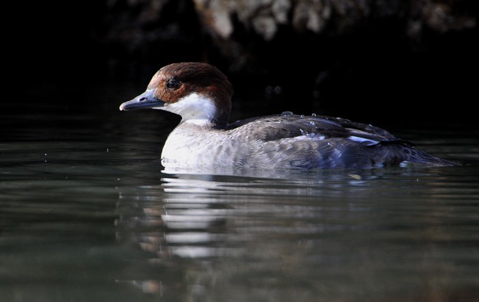 Smew