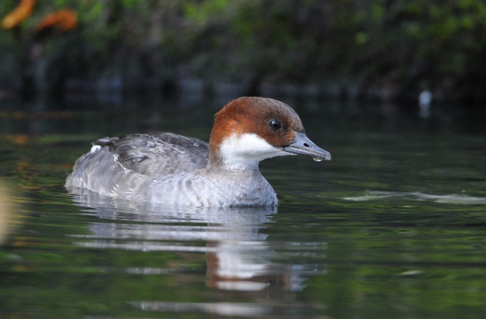 Smew