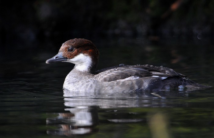 Smew