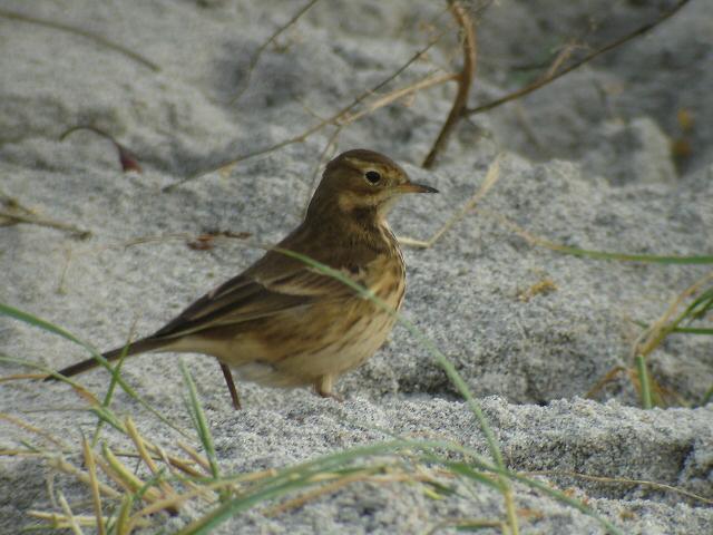 Buff-bellied Pipit