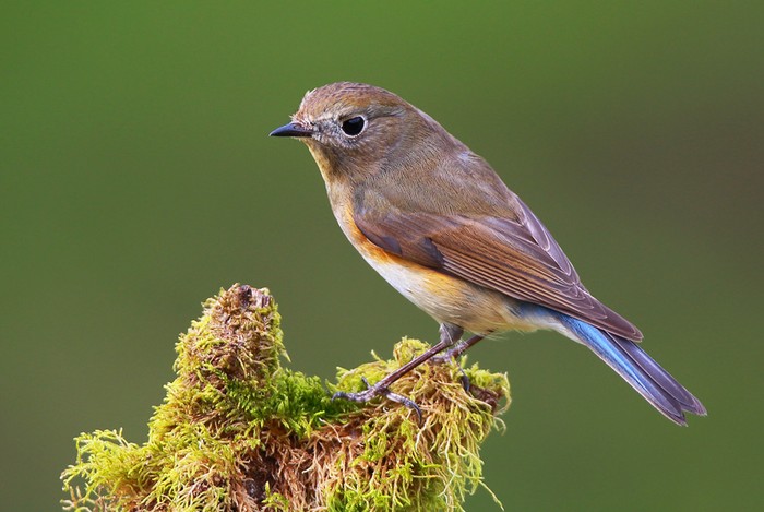 Red-flanked Bluetail