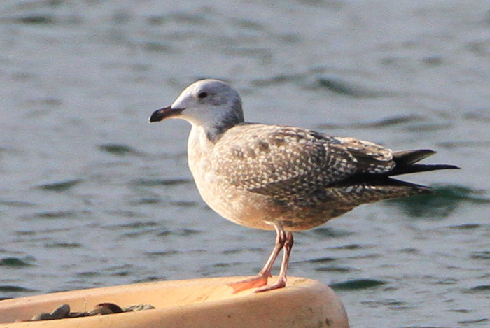 American Herring Gull