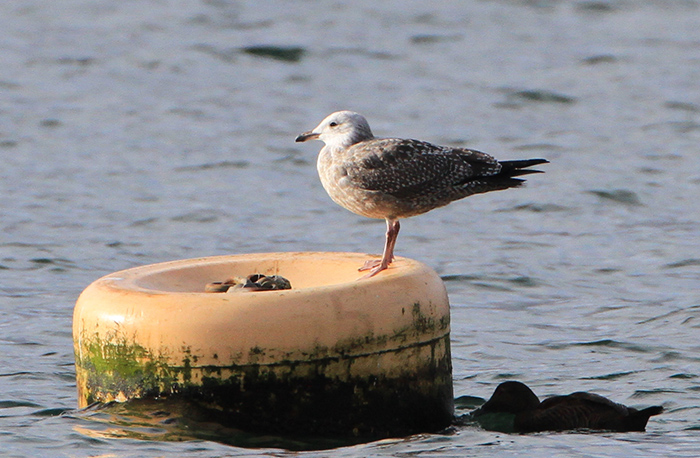 American Herring Gull