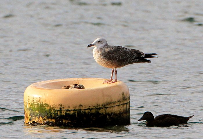 American Herring Gull