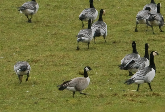 Richardson's Cackling Goose