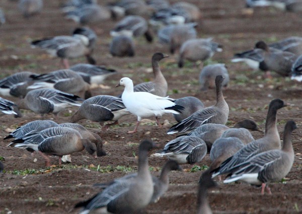 Ross's Goose
