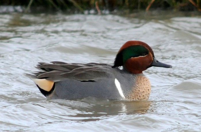 Green-winged Teal