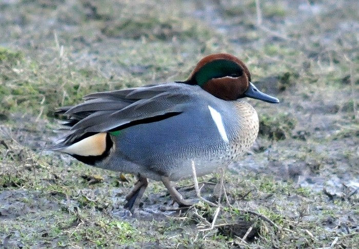 Green-winged Teal