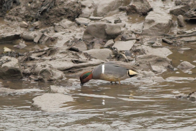 Green-winged Teal