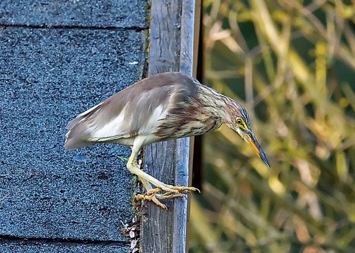 Chinese Pond Heron