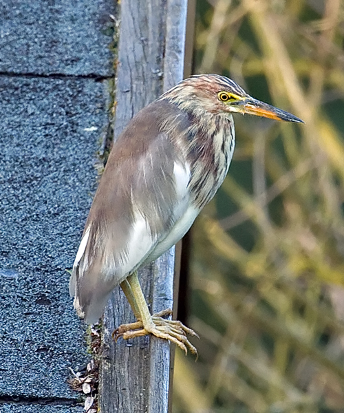 Chinese Pond Heron