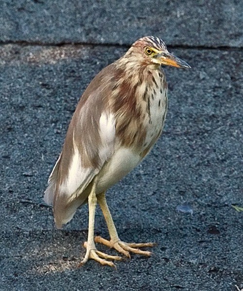 Chinese Pond Heron