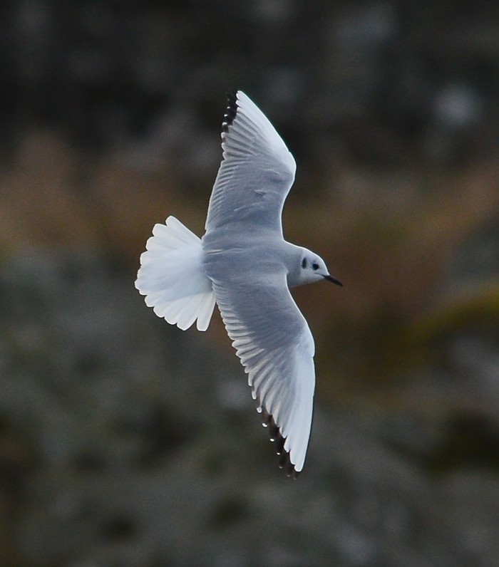Bonaparte's Gull