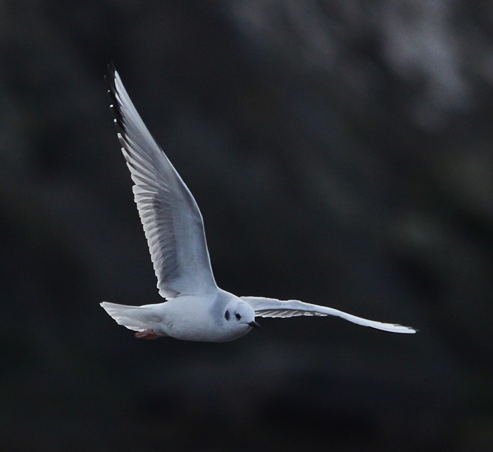 Bonaparte's Gull