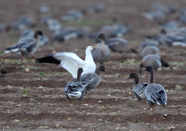 Ross's Goose