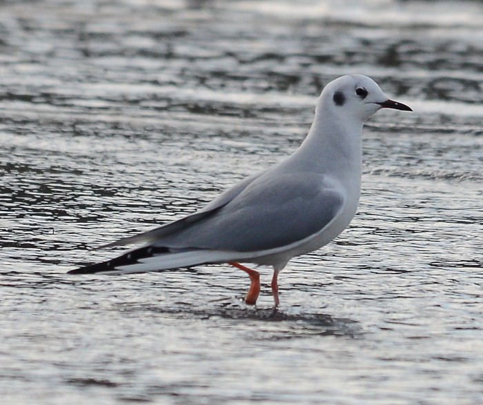Bonaparte's Gull