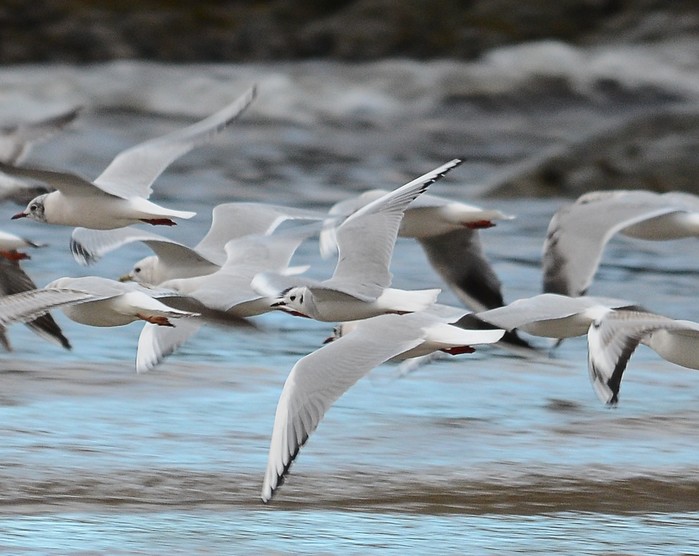 Bonaparte's Gull