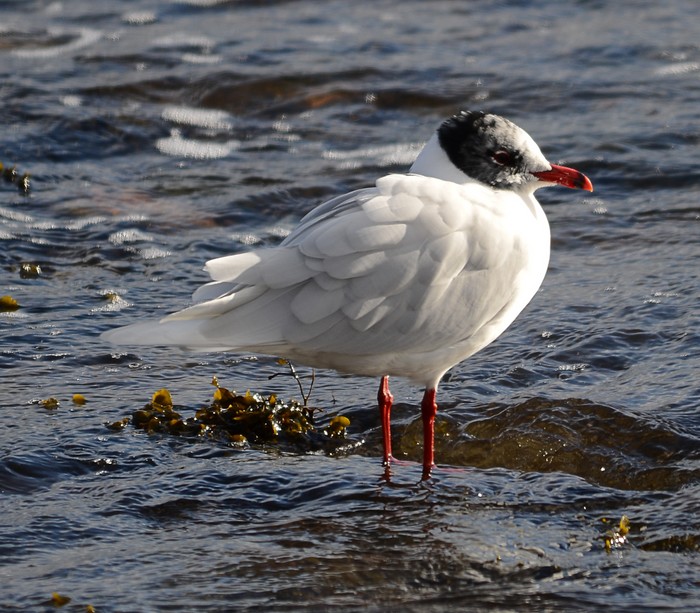 Mediterranean Gull