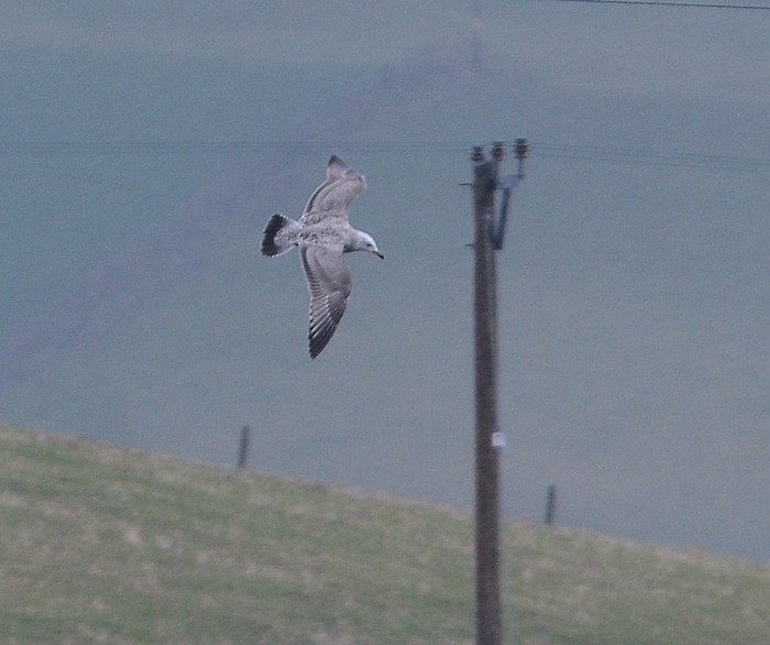 American Herring Gull
