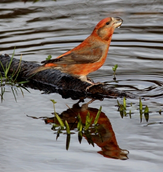 Parrot Crossbill