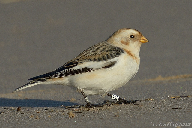 Snow Bunting
