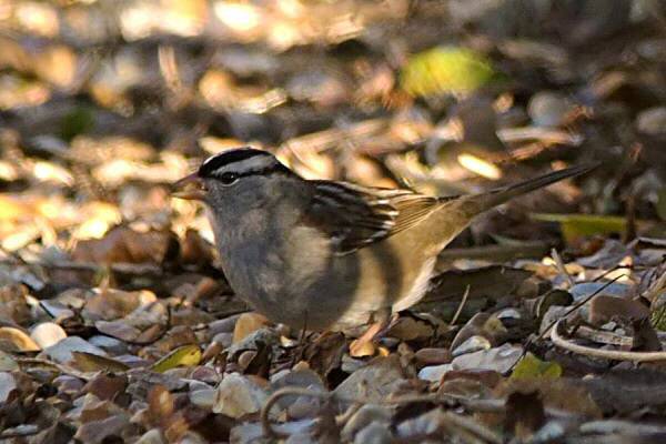 White-crowned Sparrow