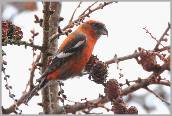 Two-barred Crossbill